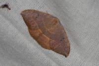 Watsonalla uncinula