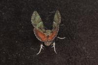 Polyphaenis sericata