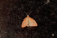 Miltochrista miniata