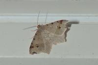 Macaria alternata