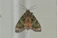 Polyphaenis sericata