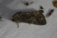 Aedia leucomelas