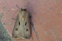 Agrotis exclamationis exclamationis