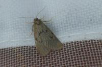 Apaidia mesogona