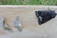 Catephia alchymista