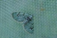 Chloroclystis v-ata