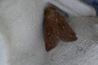 Mythimna albipuncta