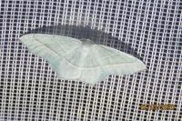 Campaea margaritaria