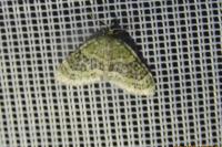 Acasis viretata