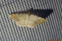 Macaria liturata