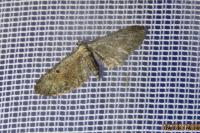 Eupithecia icterata