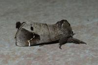 Clostera anachoreta