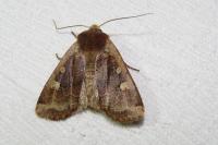 Conistra erythrocephala
