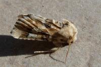 Eremobia ochroleuca