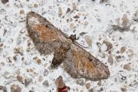 Eupithecia icterata