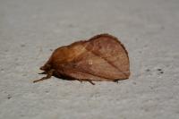 Euthrix potatoria
