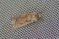 Agrotis ripae