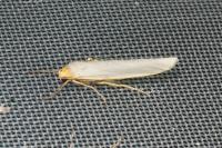 Eilema caniola