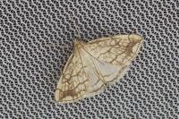 Evergestis pallidata