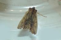 Lithophane semibrunnea