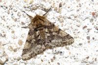 Lycia hirtaria