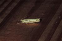 Agriphila tristella