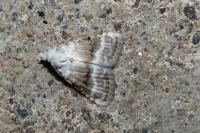 Meganola albula