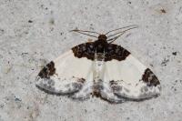 Mesoleuca albicillata