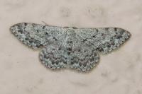 Scopula marginepunctata
