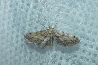 Idaea incalcarata
