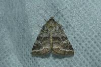 Synthymia fixa
