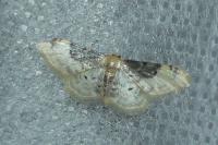Idaea filicata