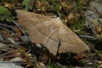 Gerinia honoraria