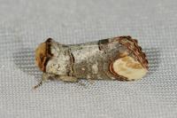 Phalera bucephala