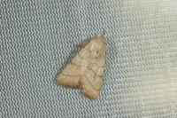 Charanyca trigrammica
