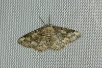 Cleorodes lichenaria