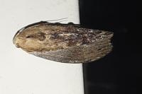 Galleria mellonella