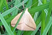 Rhodometra sacraria