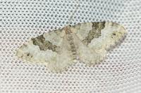 Colostygia aptata