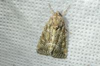 Thalpophila matura
