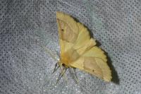 Crocallis elinguaria