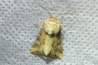 Luperina dumerilii