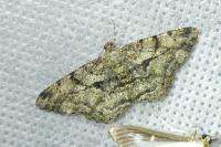 Peribatodes rhomboidaria rhomboidaria