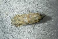 Huertasiella italogallicella