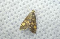 Pyrausta aurata