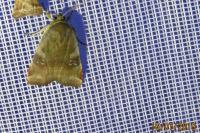 Noctua janthe/janthina