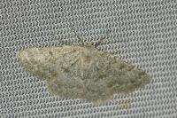 Gnophos obfuscata