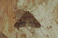 Erannis defoliaria