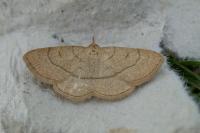Paracolax tristalis