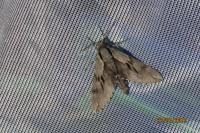 Hyloicus pinastri/maurorum